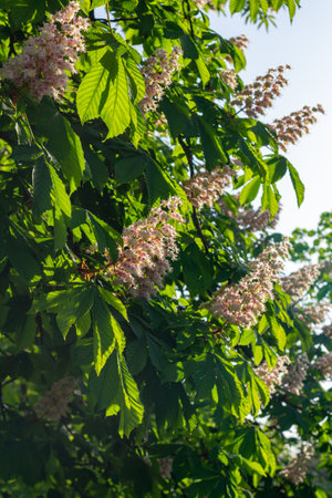 Flowering chestnut tree displays pink blossoms amidst lush green foliage, capturing the essence of nature's beauty in a serene outdoor environment with gentle sunlightの写真素材