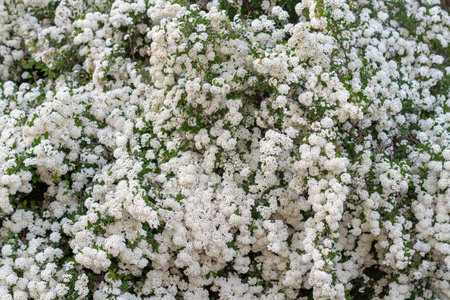Vibrant clusters of white flowers with yellow centers bloom among lush green foliage, creating a stunning display in a garden, highlighting the beauty of natureの写真素材