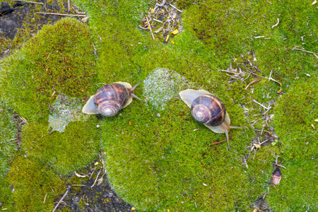 Close-up of a snail gliding over a mossy surface, highlighting the delicate balance of nature and its texturesの写真素材