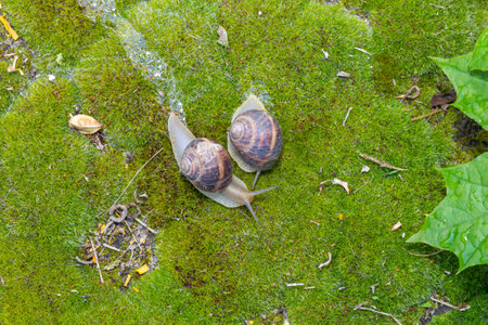 Close-up of a snail gliding over a forest floor, surrounded by pine needles and tiny green plants, highlighting the delicate balance of nature and its texturesの写真素材