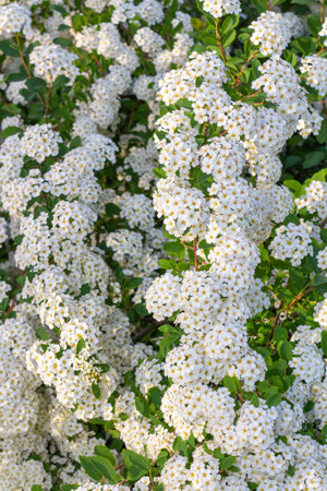 Vibrant clusters of white flowers with yellow centers bloom among lush green foliage, creating a stunning display in a garden, highlighting the beauty of natureの写真素材