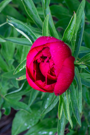 Close-up of a stunning red peony flower nestled among green foliage, displaying intricate petal details and glistening water droplets, embodying natural beauty and tranquilityの写真素材