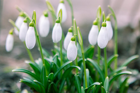 Snowdrop flowers with delicate white petals and green stems flourish in a garden, surrounded by...