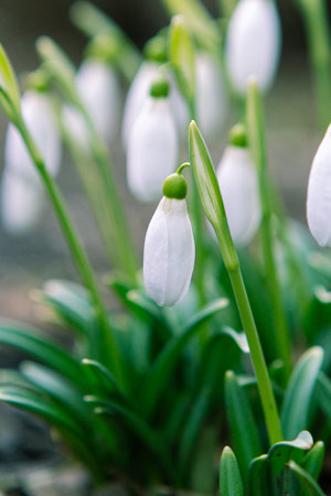 Snowdrop flowers display delicate white petals and green tips, emerging from rich green foliage in a...