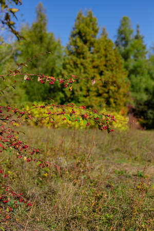 Beautiful autumn landscape against the blue skyの写真素材