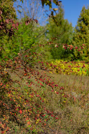 Beautiful autumn landscape against the blue skyの写真素材