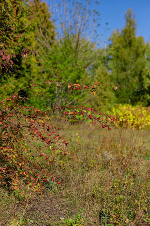 Beautiful autumn landscape against the blue skyの写真素材