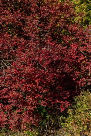 Beautiful autumn landscape against the blue skyの写真素材