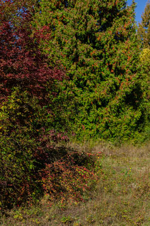 Beautiful autumn landscape against the blue skyの写真素材