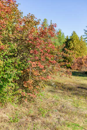 Beautiful autumn landscape against the blue skyの写真素材