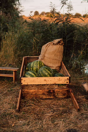 Watermelons and a bag lie in a wooden cart. High quality photoの写真素材