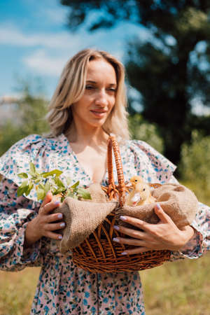 A young beautiful girl holds a basket with ducklings in her handsの写真素材