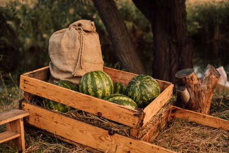Watermelons and a bag lie in a wooden cartの写真素材