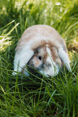 Domestic fold-eared rabbit sits in thick green grassの写真素材