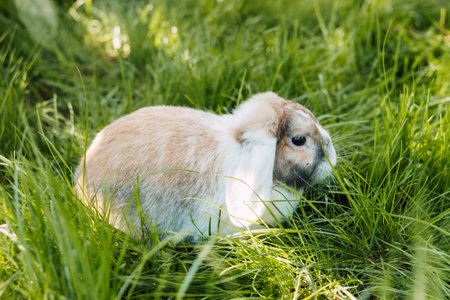 Domestic fold-eared rabbit sits in thick green grassの写真素材
