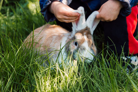 Babys small hands hold the ears of a rabbit sitting in the grass