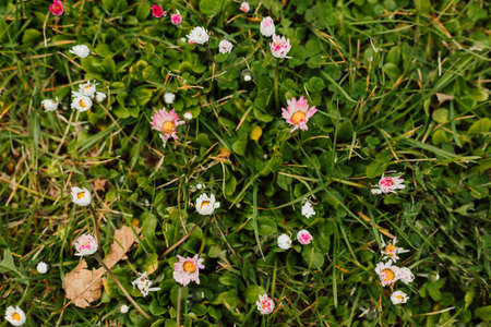 Small white and pink spring flowers in the meadow in the grassの写真素材