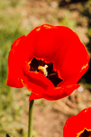 A field with beautiful blooming red tulips in spring