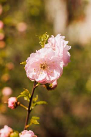 Branches with blooming pink cherries against the skyの写真素材