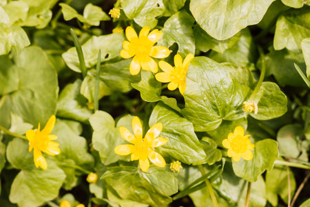 Yellow spring flowers in a meadow on a sunny dayの写真素材