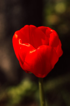 One red tulip against the background of green grass in springの写真素材