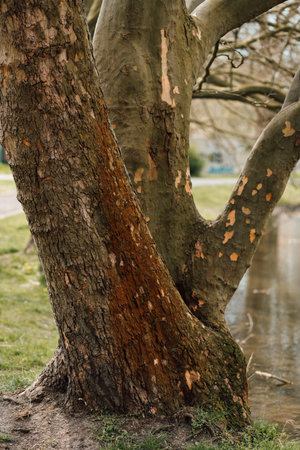 Trunk of a large old tree with branches near the lake in the park