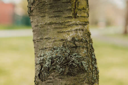 Texture of the dark bark of an old treeの写真素材