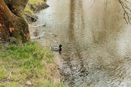 A wild duck swims in a lake near the shore in the spring in dark water.の写真素材