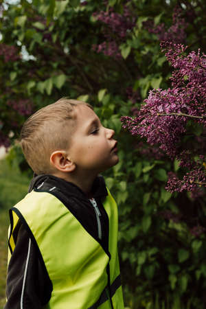 A little boy in a green vest sniffs lilacsの写真素材