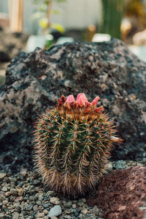 Cactus with a beautiful pink flower among the stones in the greenhouseの写真素材