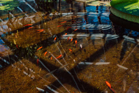 Small red fish swim in clear clear waterの写真素材