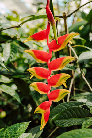 Red beautiful tropical flower on the background of green leavesの写真素材