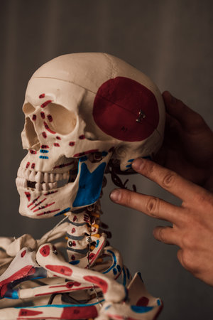 Mens hands hold a human skeleton on a dark backgroundの写真素材