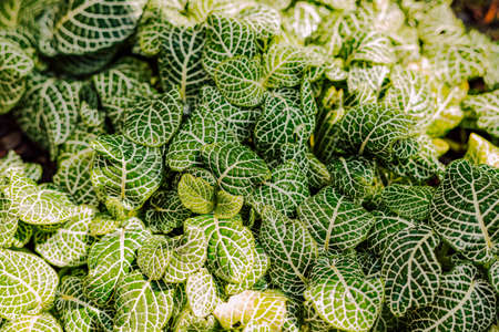 Green juicy leaves of plants for backgroundの写真素材