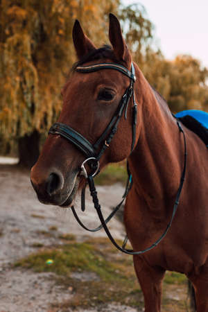 The muzzle of a horse against the backdrop of an autumn landscapeの写真素材