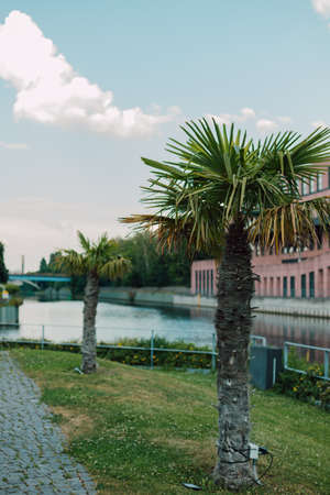 Palm grows on the banks of a river in Europeの写真素材