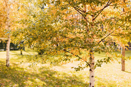 Trees with yellow leaves in the park. Autumn moodの写真素材