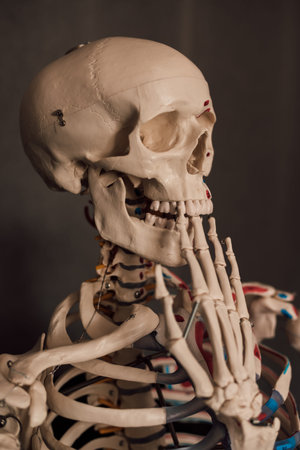 Upper part of the human skeleton with a raised hand to the skull