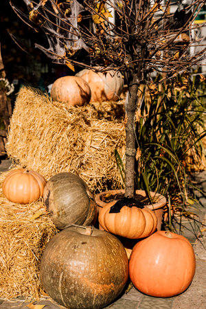 Pumpkins, hay, decor outside on a sunny day. Halloweenの写真素材