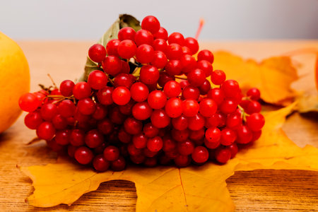 Red ripe viburnum on autumn leaves on the table Autumnの写真素材