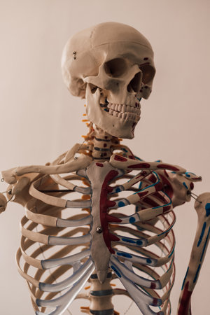 A man in a white T-shirt studies the structure of the human skeletonの写真素材