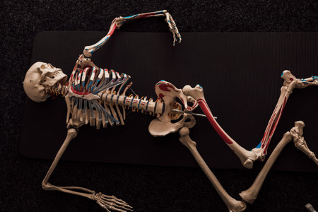 The human skeleton lies on a dark floor. Top view