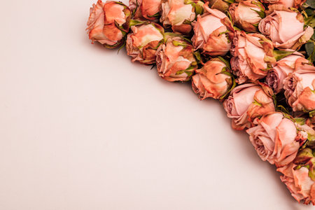 Orange roses are laid out on a monochromatic background.の写真素材