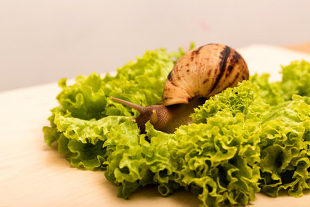 Large achatina snail eats lettuce leaf. Vegetarianism, animal welfareの写真素材