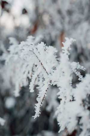 Snow on tree branches. Frost on tree branches. Winter landscape