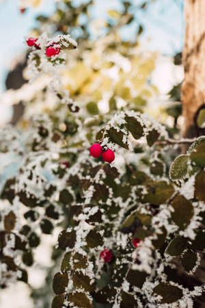 Snow-covered branches and leaves of trees against the blue sky. Hoarfrostの写真素材