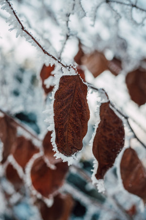 Snow on tree branches. Frost on tree branches. Winter landscapeの写真素材
