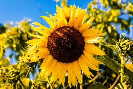 Sunflower blooms against a blue sky. Decorative sunflower. Production of sunflower oil. High quality...