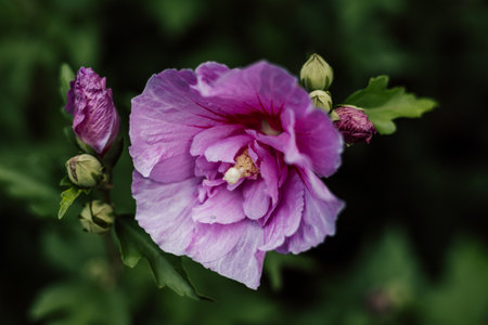 Purple hibiscus. Blooming flower on a shrub in the garden. High quality photoの写真素材