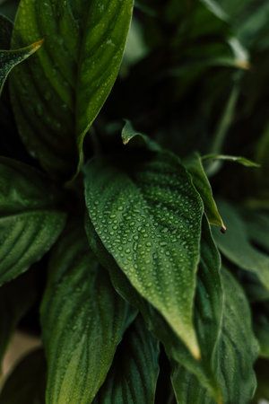 Tropical indoor flower in a pot. Diseases of indoor plants, yellowed leaves. High quality photoの写真素材
